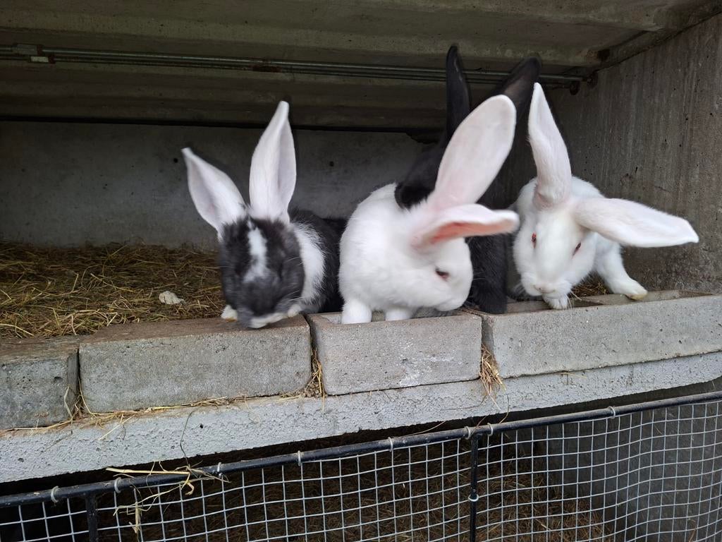 Duitse reuzen  paaskoopje!!!!, Dieren en Toebehoren, Konijnen