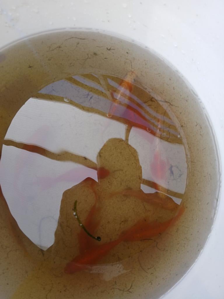 Vissen, Dieren en Toebehoren, Vissen | Vijvervissen, Goudvis(sen)