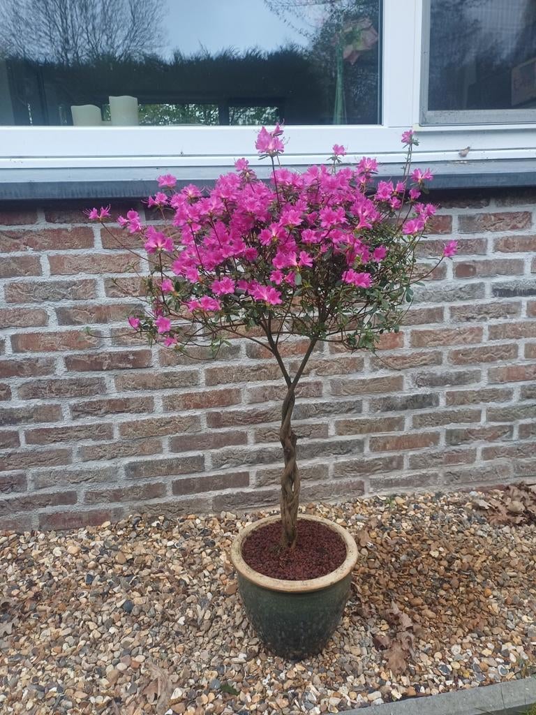 1 azalea japonica, Tuin en Terras, Ophalen