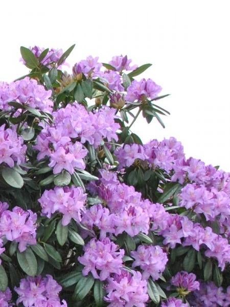 Rhododendrons, Ophalen, Rhododendron, Struik