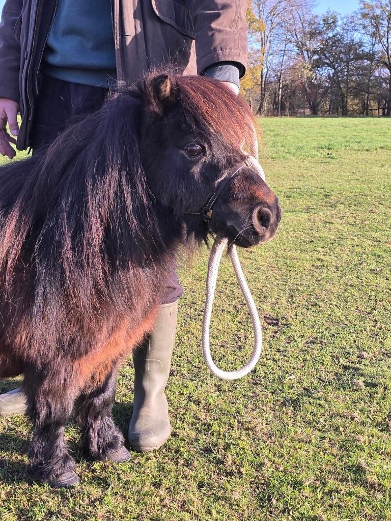 Juments Poneys Shetland taille super miniature, Dieren en Toebehoren, Merrie