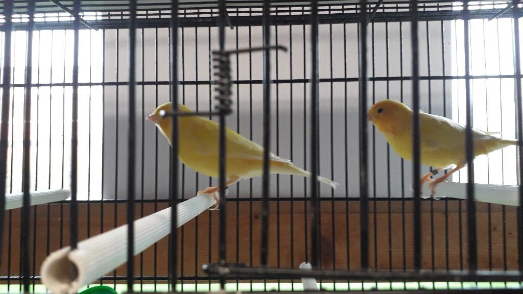 kanaries, Mâle, Canari de couleur