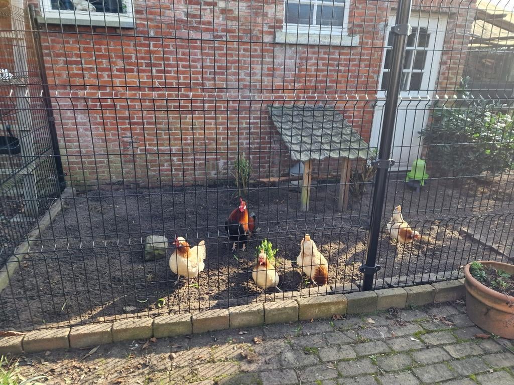 Raszuivere Sumtaler kriel kipjes te koop