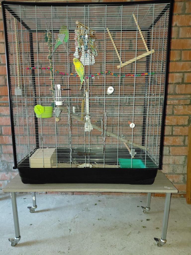 Parkiet, Dieren en Toebehoren, Ophalen