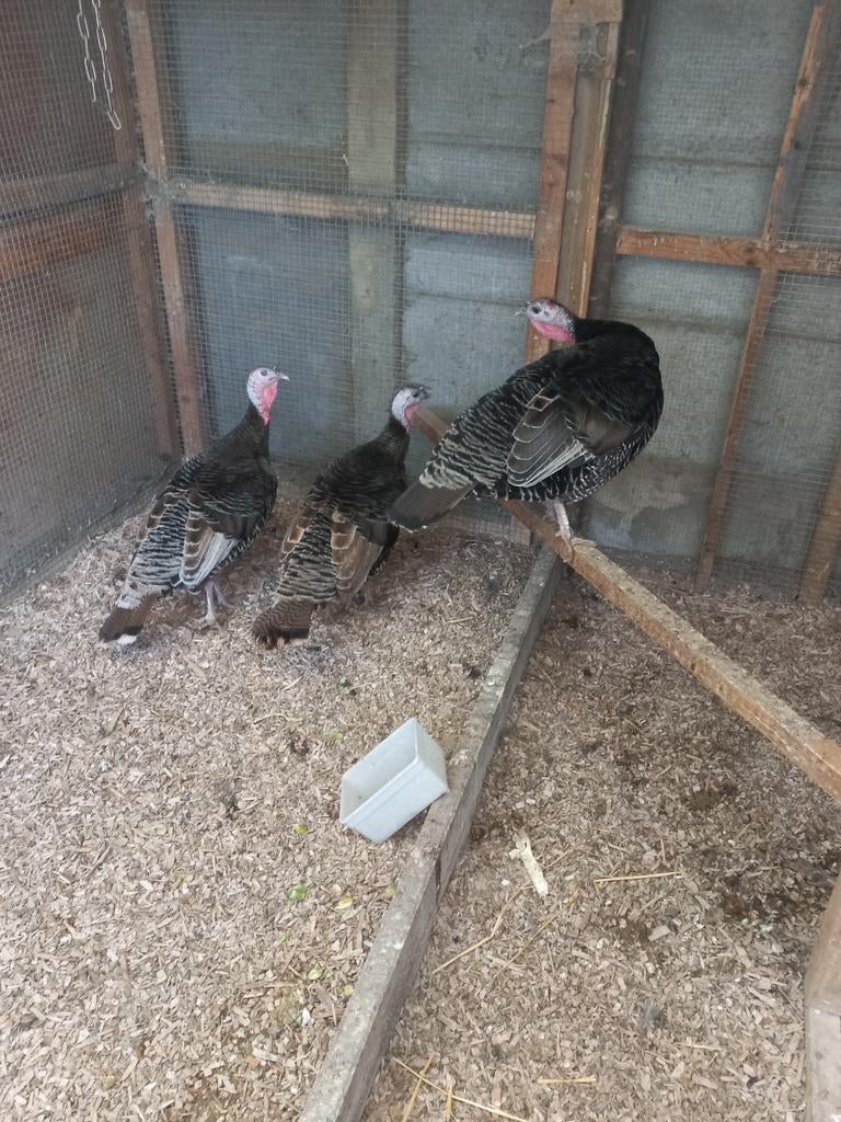 Kelly bronz kalkoenen trio, Dieren en Toebehoren, Pluimvee