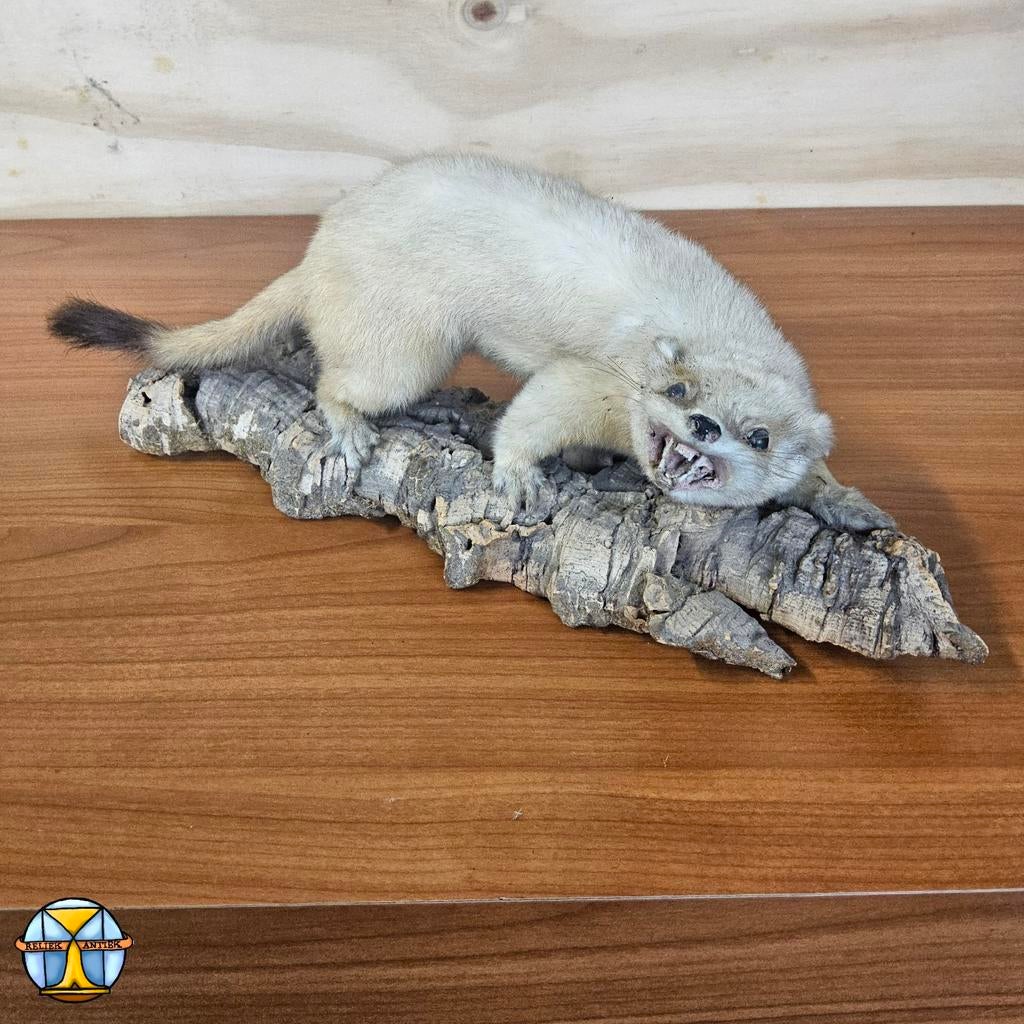 Hermine mâle bien fourrée sur écorce d'arbre (L : 35 cm), Collections, Collections Animaux, Comme neuf, Animal empaillé, Animal sauvage