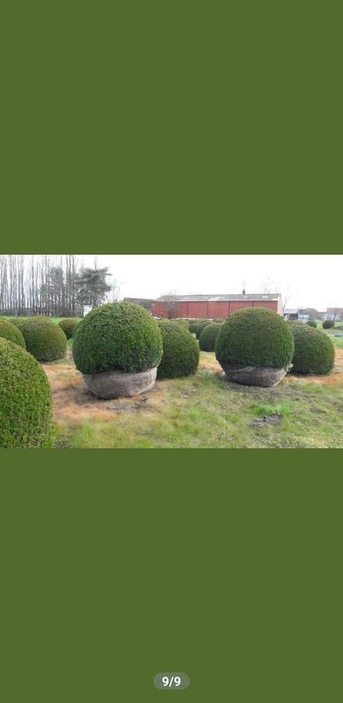 Grote buxus bollen!, Tuin en Terras, Planten | Struiken en Hagen, Buxus, Ophalen of Verzenden