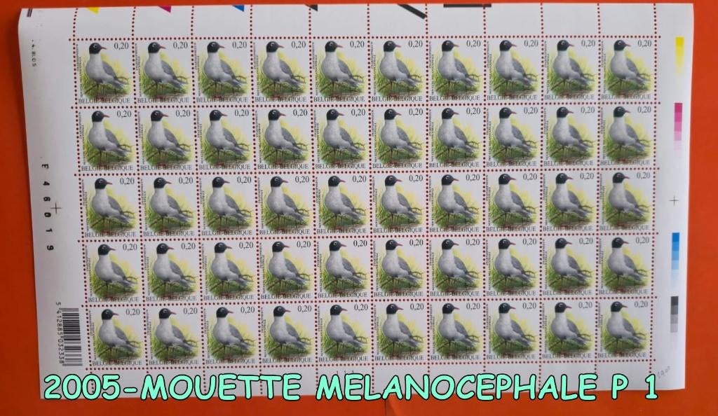 2005-    50 tim * MOUETTE MELANOCEPHALE P 1, Envoi