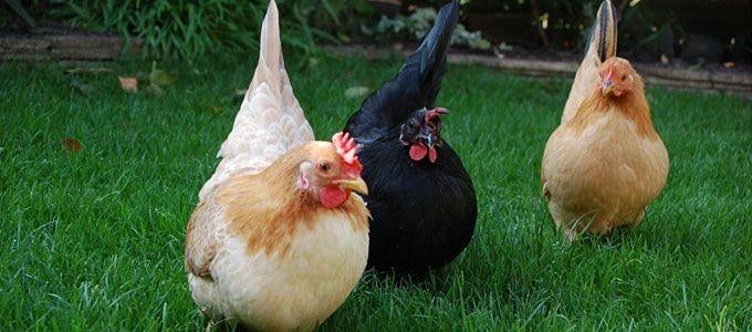 Chabo krielkippen jonge hennen beschikbaar, Vrouwelijk, Kip