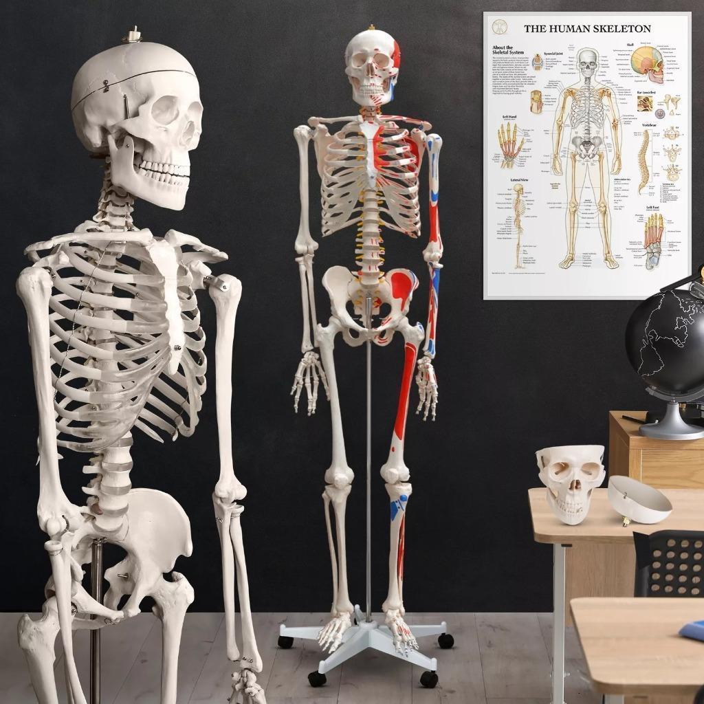 Skelet Anatomie model levensgroot met spier weergave poster, Ophalen, Nieuw