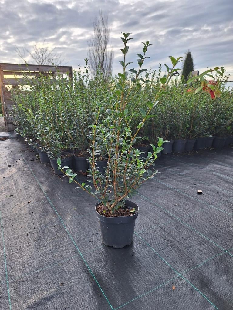 ‼️osmanthus Burkwoodii 40/60 aan promoprijzen ‼️, Ophalen, Taxus