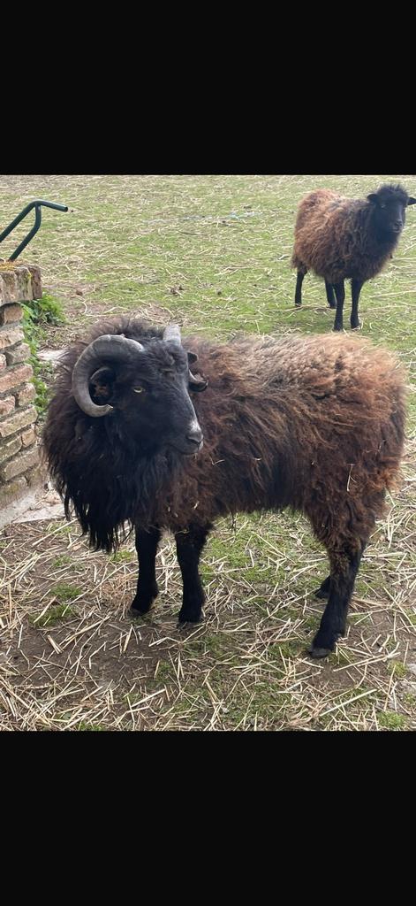 Ouessant schaap (ram), Dieren en Toebehoren, Schaap