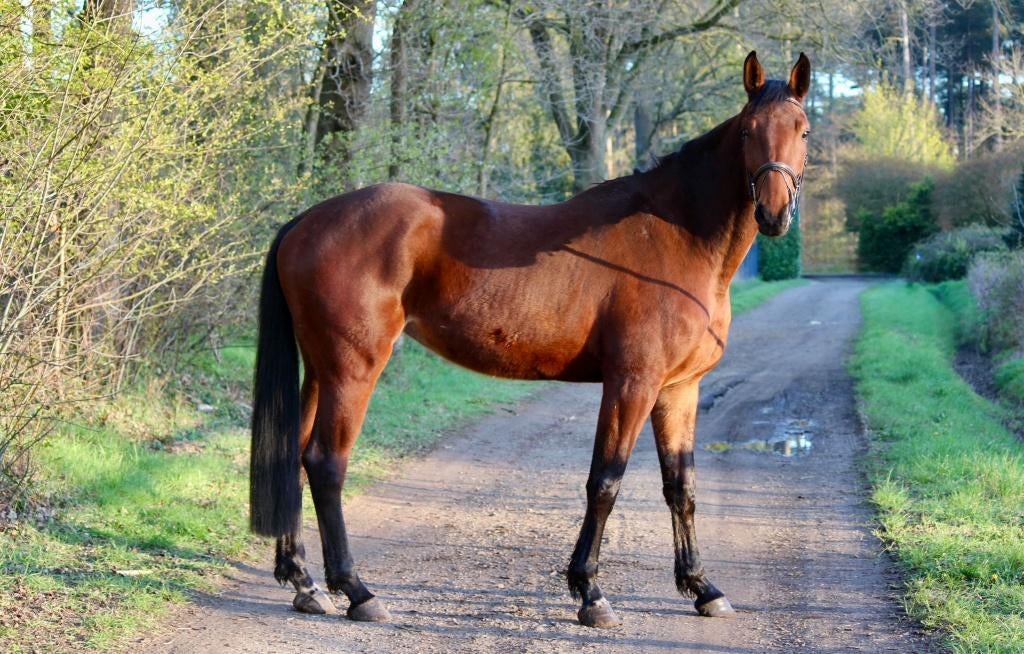 Prachtig 4 jarig spring talent!!!, Dieren en Toebehoren, Merrie, Springpaard, Met stamboom, Zadelmak