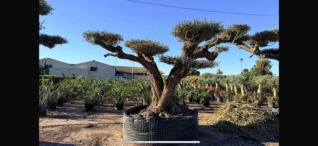 ‼️Gratis mediterrane voeding tijdens de opendeurdagen‼️, Ophalen