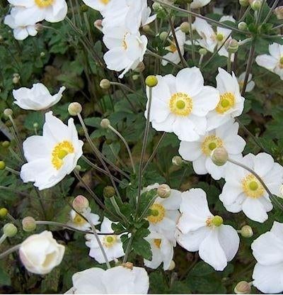 Anémone dans les espèces, Enlèvement, Plante fixe