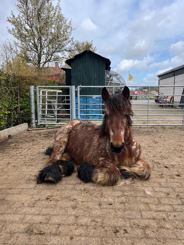 Trekpaard jaarling, B, Moins de 160 cm, 0 à 2 ans, Jument