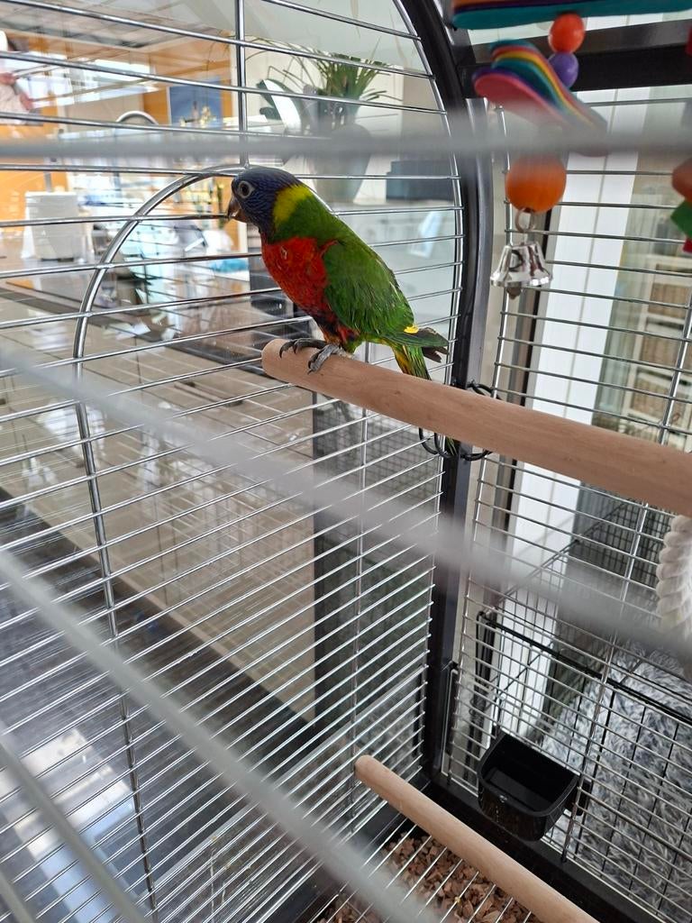 Lori van de blauwe bergen 3 maand oud, Dieren en Toebehoren, Tam