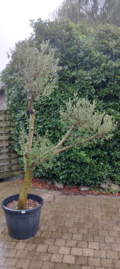 olijfboom (pon pon), Tuin en Terras, Planten | Bomen, Ophalen, In pot, Olijfboom, 250 tot 400 cm