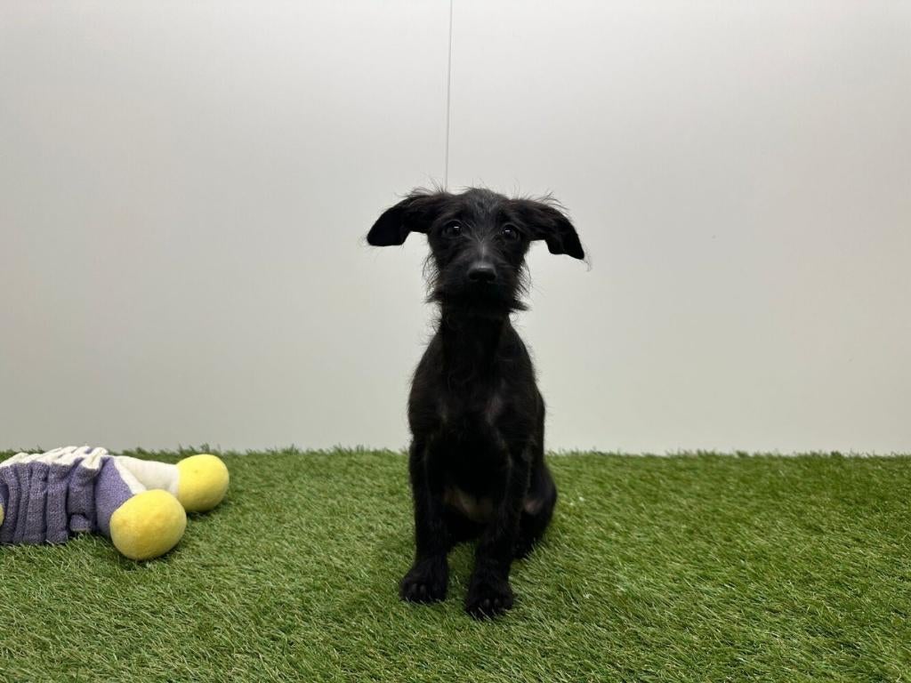 Chiots croisés Teckel et Yorkshire Terrier, Hépatite contagieuse (maladie de Rubarth), Plusieurs, Belgique, Plusieurs animaux
