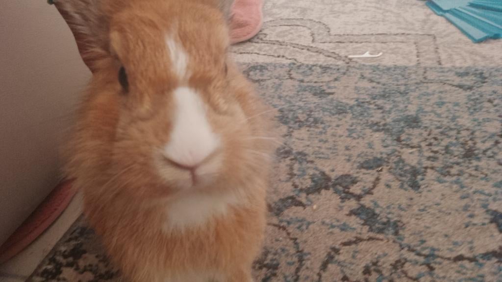 Een  konijn voor 10 euro maar!!, Dieren en Toebehoren, Konijnen, Mannelijk, Groot, 0 tot 2 jaar