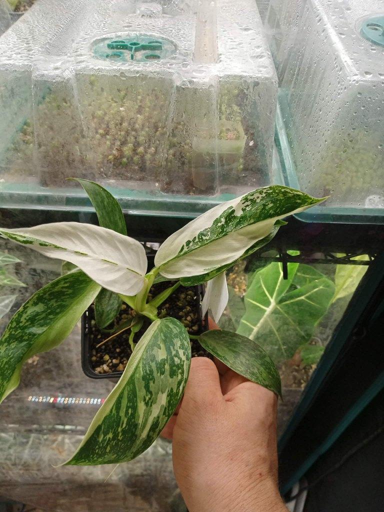 Philodendron jose beuno, Huis en Inrichting, Kamerplanten, Ophalen, Overige soorten, Halfschaduw, In pot