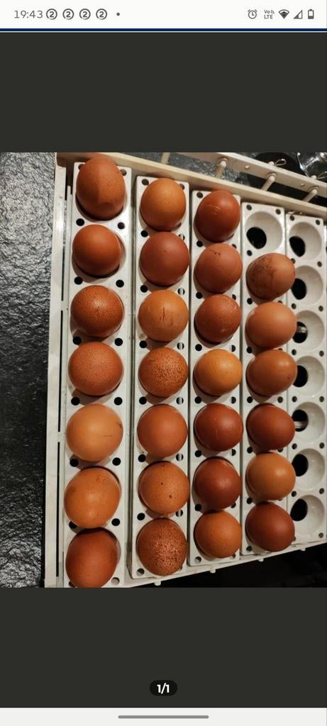 Marans kopernek blauw en zwart broedeieren, Dieren en Toebehoren, Pluimvee