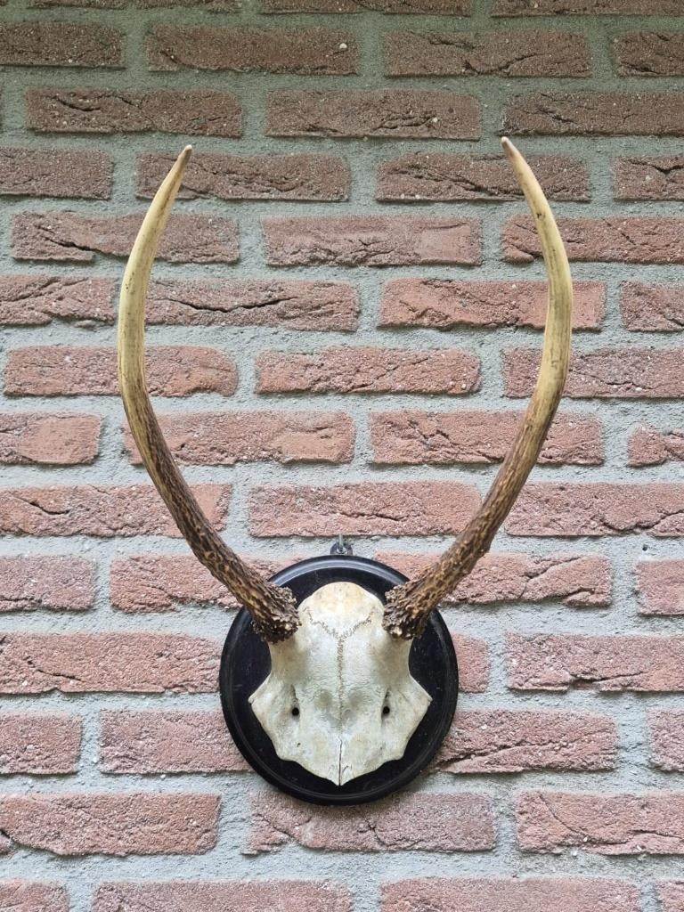 Brocante Edelhert gewei spitser jacht mancave taxidermie d13, Enlèvement ou Envoi, Utilisé, Cerf, Bois ou Tête