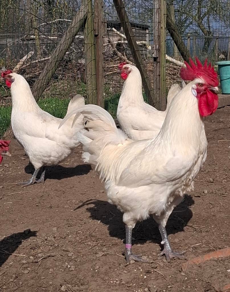 Broedeieren Franse Poule De Bresse , witte kleur  , raszuive, Dieren en Toebehoren