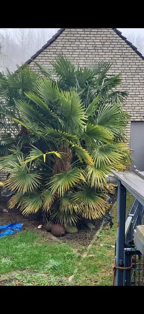 Palmboom, Tuin en Terras, Ophalen