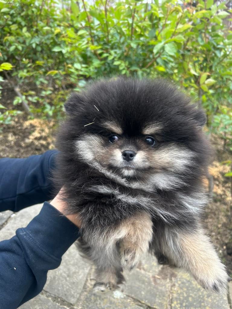 Prachtige mini pomeriaan pups( bear face), Dieren en Toebehoren, Parvo, België, Particulier, Keeshond