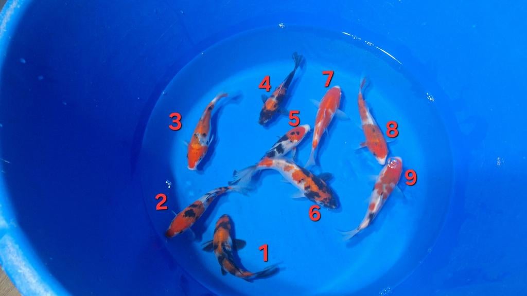 Showa en sanke van de kweker Otsuka, Dieren en Toebehoren, Karper of Koi
