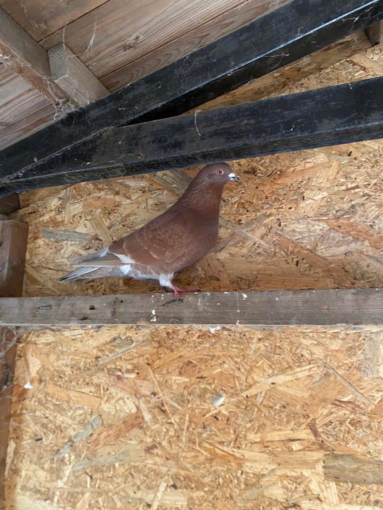 Sierduif doffer, Mannelijk, Overige soorten