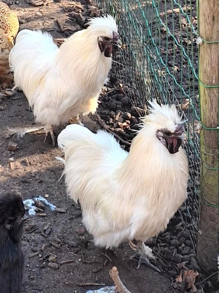 Gratis zijdehoender haantjes, Dieren en Toebehoren, Pluimvee