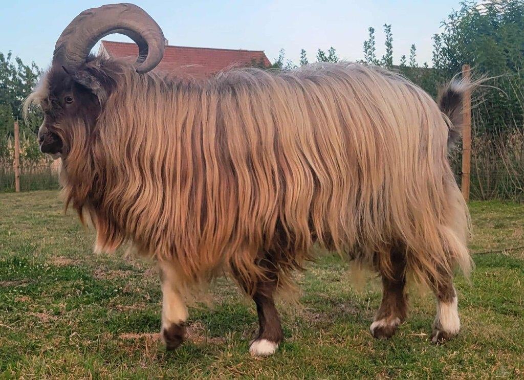 Geitenbok Jopie - te huur voor dekking, Dieren en Toebehoren, Mannelijk, Geit, 0 tot 2 jaar