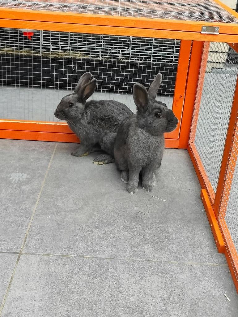 2 konijnen, Enlèvement, Utilisé