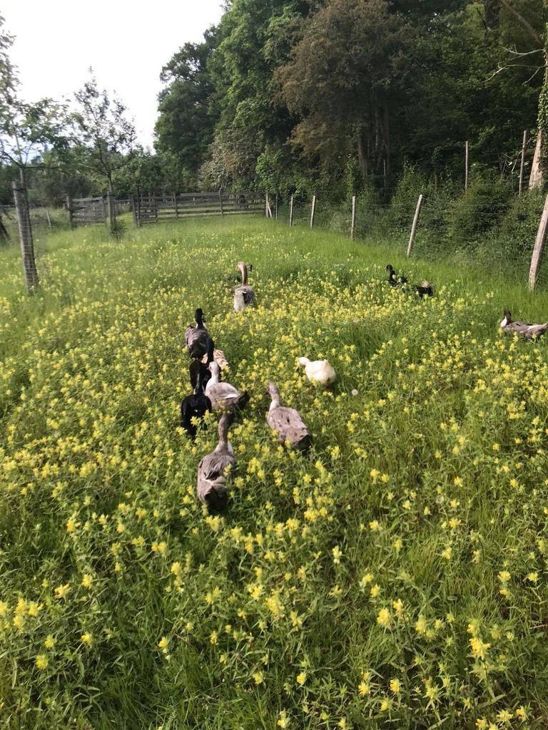 Broedeieren Dendermondse eend, Dieren en Toebehoren, Geslacht onbekend, Eend