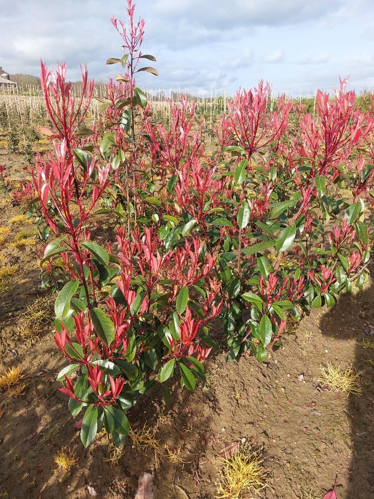 Photinia Red Robin: haagplanten, Ophalen, Overige soorten, Haag, 100 tot 250 cm