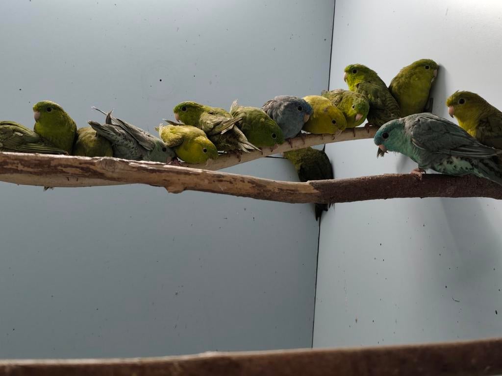 Catharina's in grijsvleugel, Dieren en Toebehoren, Vogels | Parkieten en Papegaaien