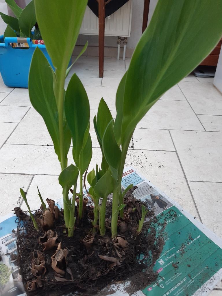 canna  geel, Jardin & Terrasse, Enlèvement