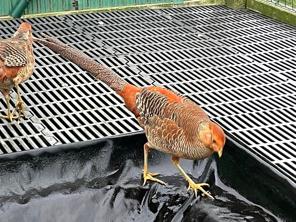 Goudfazant haan, Dieren en Toebehoren, Mannelijk, Overige soorten