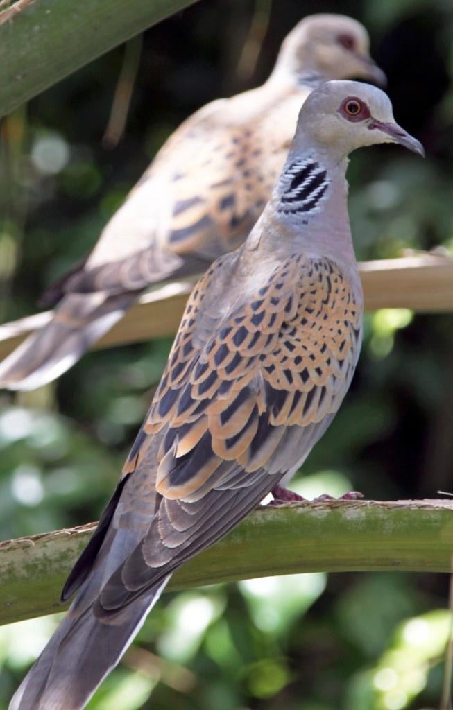 Touturelle du bois, Bagué