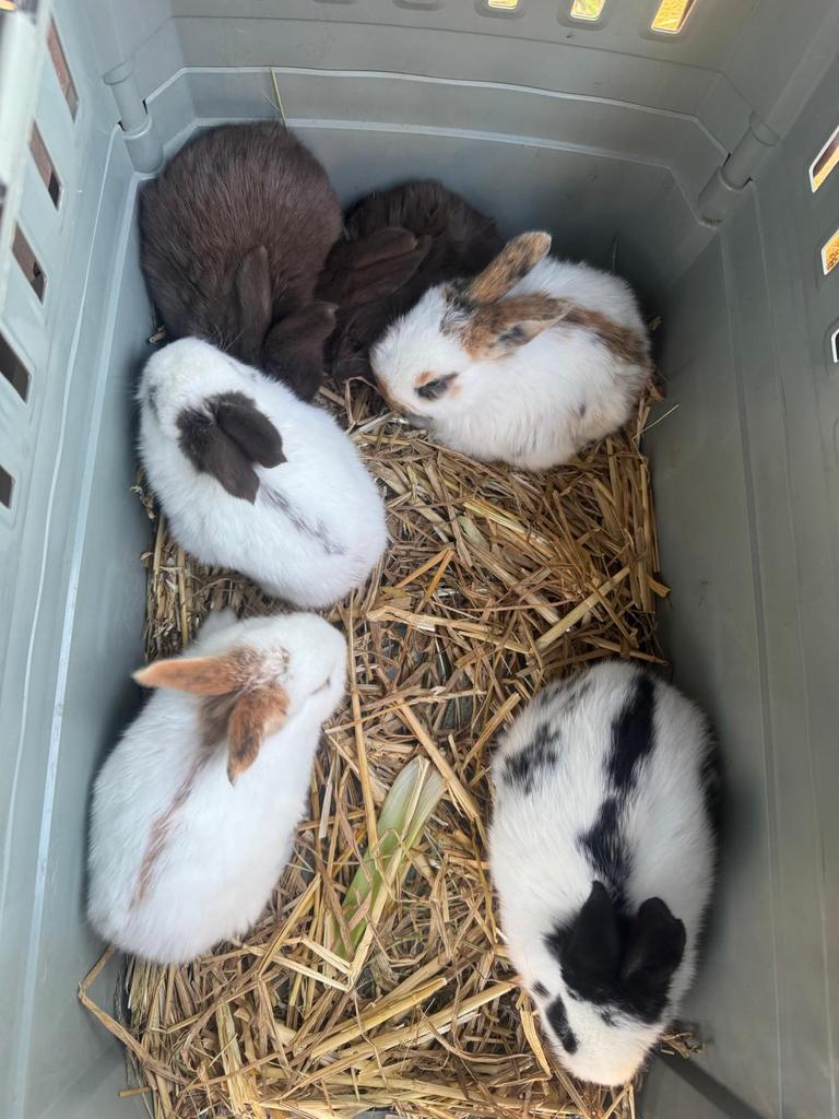 Reuze vlinder konijnen ( groot Lotharingers ), Plusieurs animaux, Grand, 0 à 2 ans