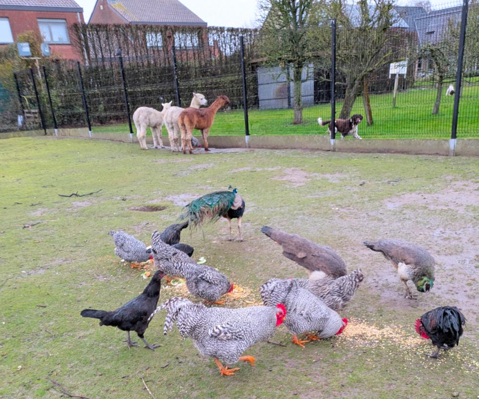 amrock haan, Dieren en Toebehoren, Mannelijk, Kip