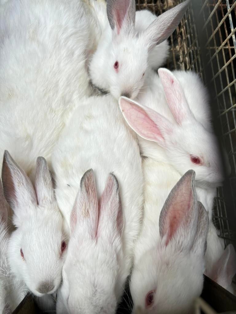 Jonge vleeskonijnen, Dieren en Toebehoren, Konijnen