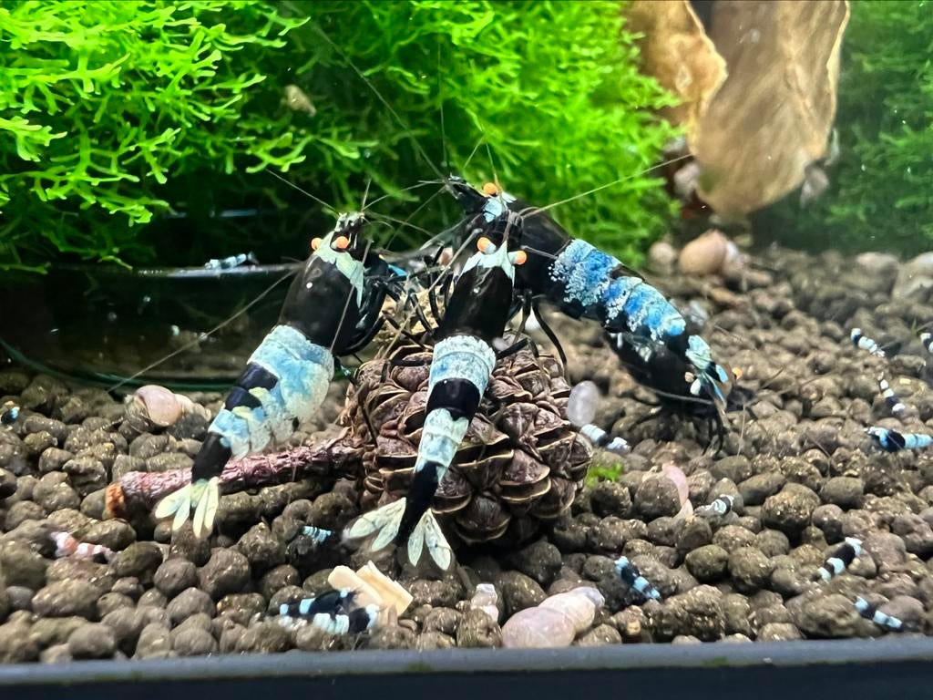 Panda / Mosura  OE Caridina, Animaux & Accessoires, Poissons | Poissons d'aquarium, Homard, Crabe ou Crevette