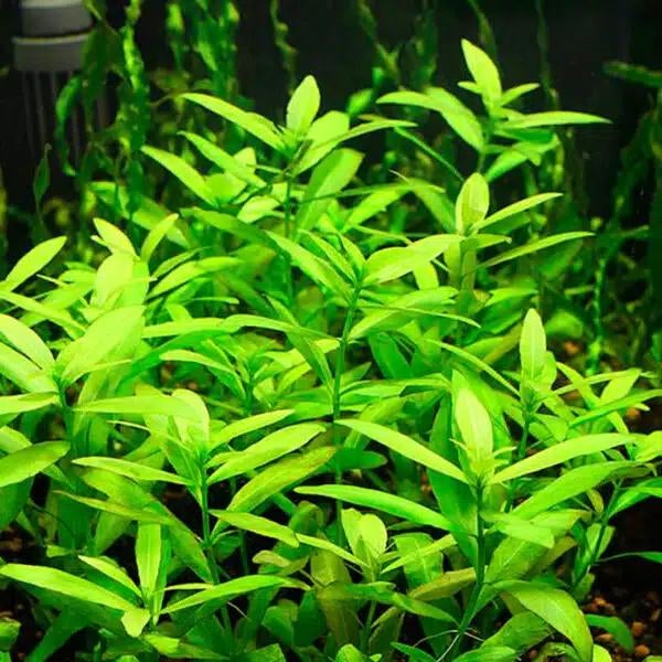 Aquariumplant - Hygrophila Polysperma (Belgisch groen), Dieren en Toebehoren, Ophalen of Verzenden, Zo goed als nieuw
