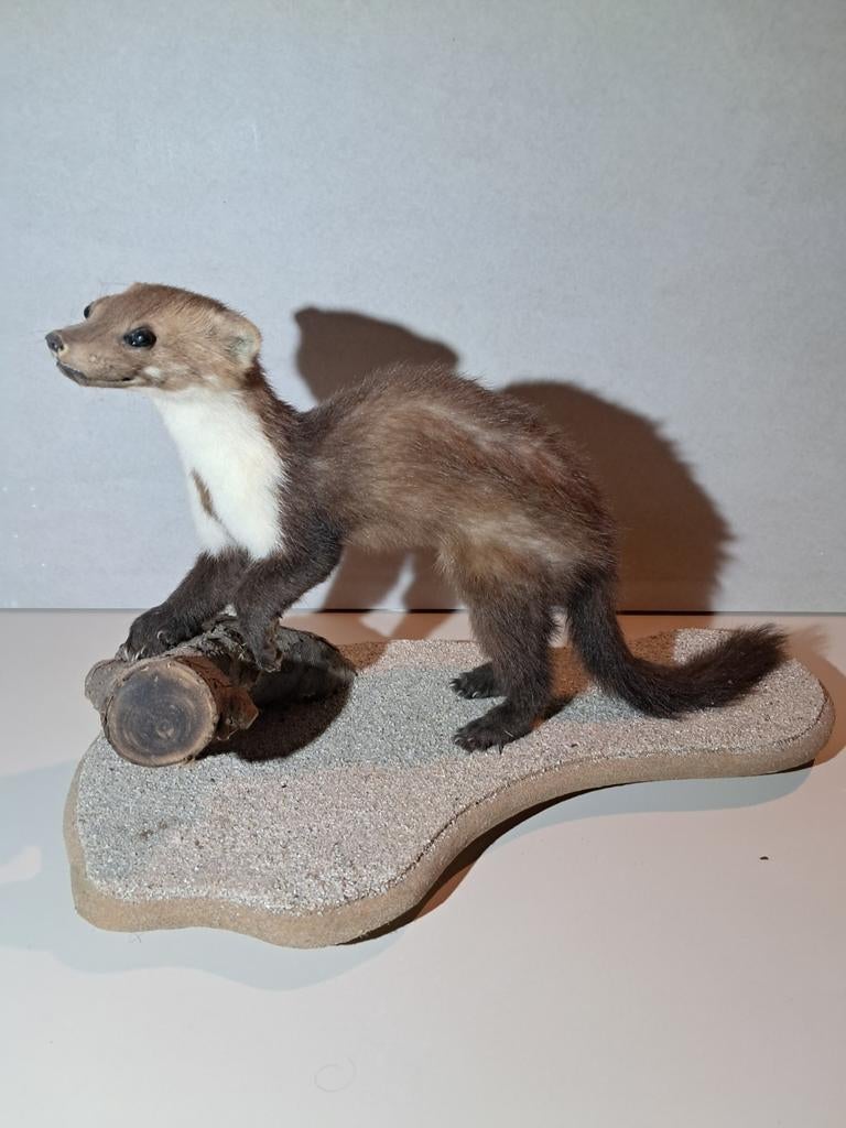 Mooie steenmarter. Opgezette dieren. Taxidermie, Verzamelen, Dierenverzamelingen, Ophalen of Verzenden