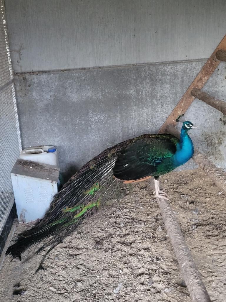 Zwartvleugel pauw haan, Mannelijk, Overige soorten