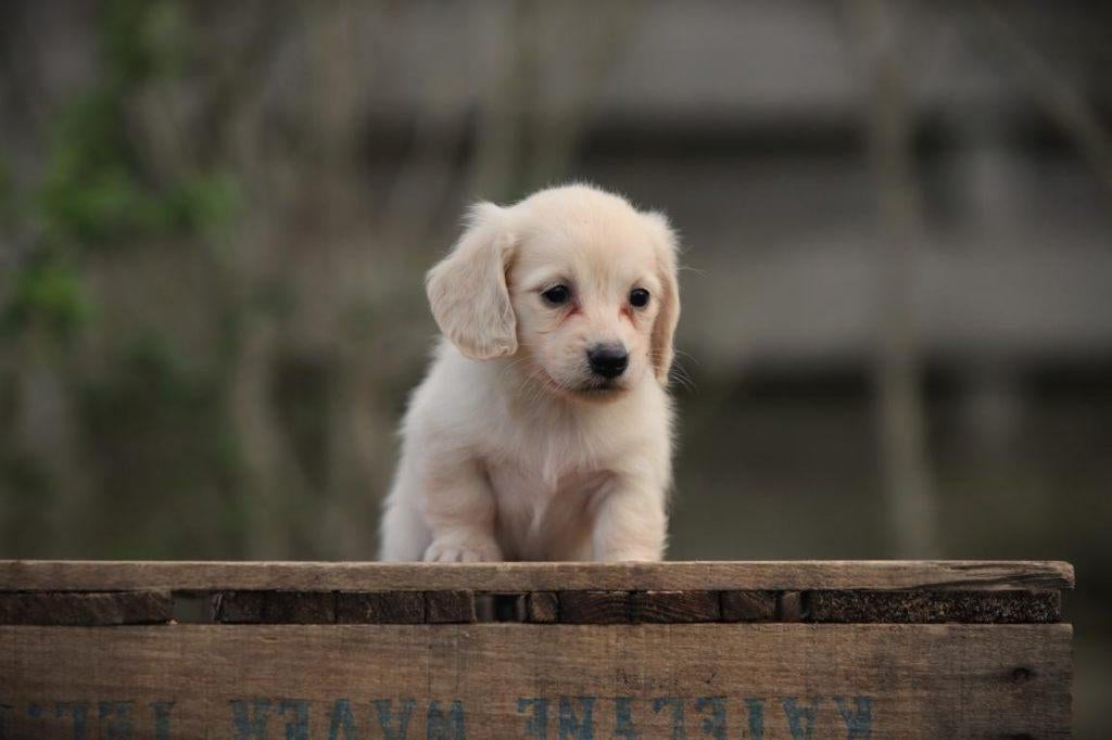Cremekleurige langharige dwergteckeltjes, Dieren en Toebehoren, Parvo, België, 8 tot 15 weken, Dwerg