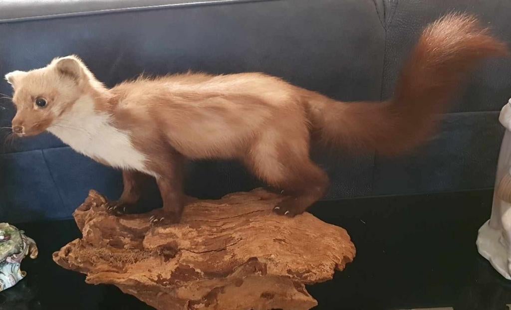 Grote Opgezette Steenmarter., Antiek en Kunst, Ophalen of Verzenden